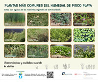Plantas mas comunes del humedal del Pisco-Playa