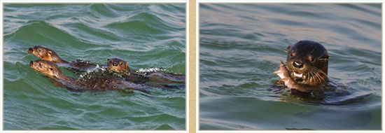 sea otter research in Peru - Lontra felina