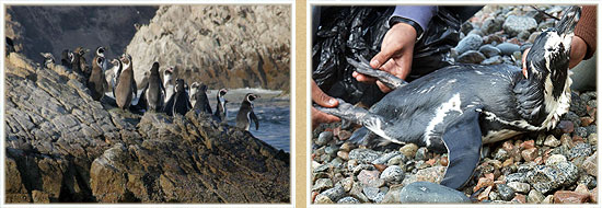 research humboldt penguin - Spheniscus humboldti