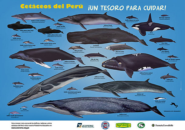 Cetaceos peruanos