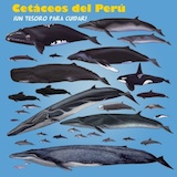 Rompecabeza Especies de Cetáceos